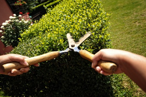 Tidy tree pruning service for a Sydenham commercial property