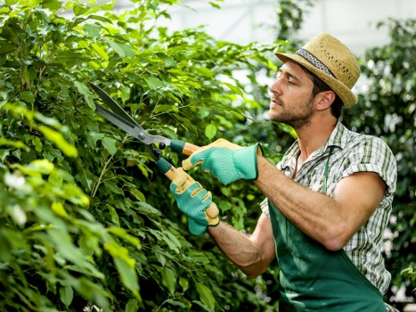 Local arborist carrying out selective canopy reduction in Sydenham
