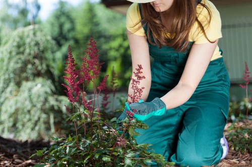 Local tree surgeons in Sydenham planning responsible tree care and site safety