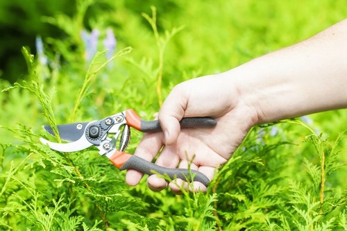 Local tree inspection for branches and canopy health in Sydenham