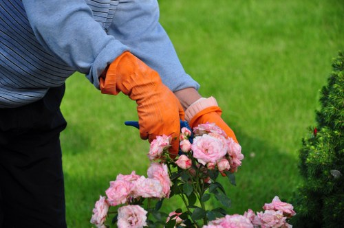 Free quote process for tree surgeons in Sydenham